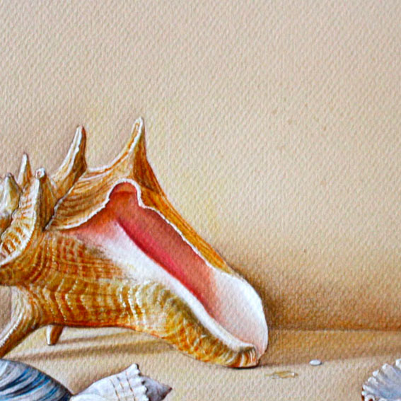 Caracolas y Conchas 2016